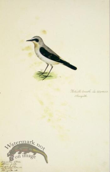 65 Swedish Birds . Motacilla Oenanthe, Northern Wheatear